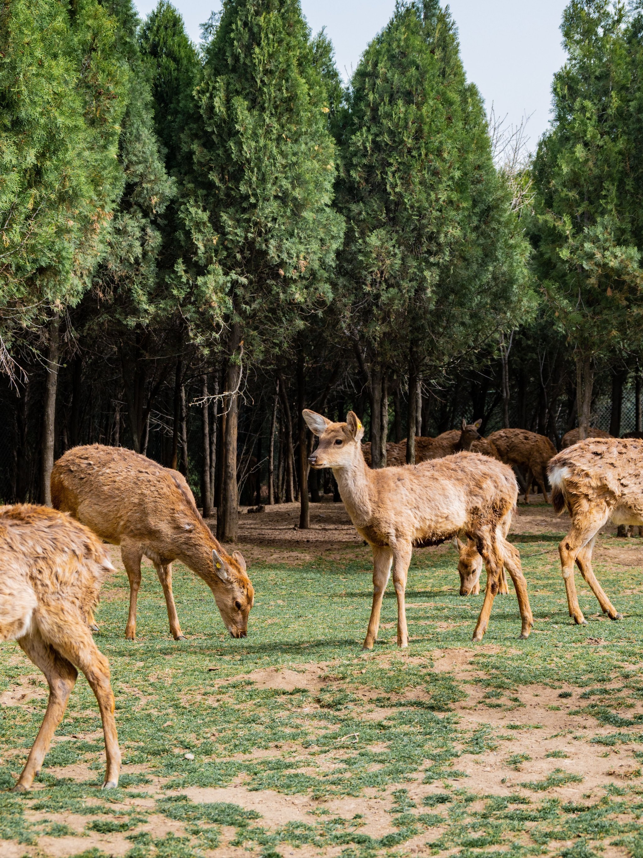 "甲亢哥"同款新密伏羲山⛰️喂鹿🦌
