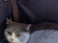 -唐小姐の猫狗洗护·购宠旗舰店(周浦万达店)