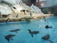 -帝企鹅自助餐厅•儿童岛•真企鹅(长隆企鹅酒店)