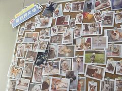 -瑞鹏宠物医院·爱宠堂·骨外专科(西荷分院)