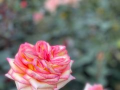 -人民公园(罗湖区)