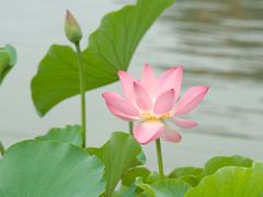 -莲花池公园