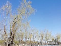 -大兴滨河森林公园