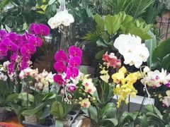 -循礼门鲜花花市(武汉循礼门店)