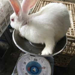 晶晶兔正品商城