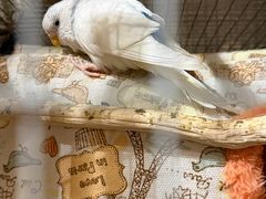 -鬼味烤翅(南锣鼓巷店)