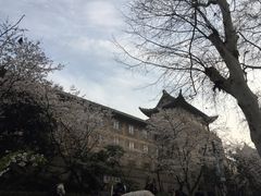 -武汉大学-樱园