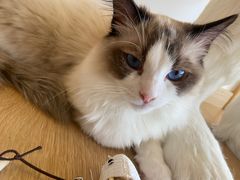 -猫腻·猫咖·撸猫馆(星光大道店)