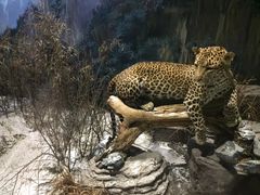 -陕西自然博物馆