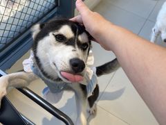 -怪兽屋·羊驼·猫咖·狗咖(俊华广场店)