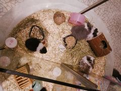 -momokira米努特·德文卷毛猫·棉花面纱犬