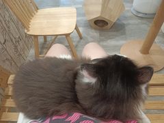 -楼上猫咖(罗湖店)