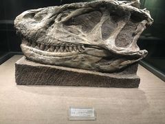 -自贡恐龙博物馆