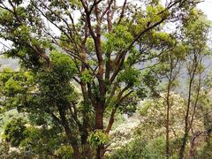 -梧桐山风景名胜区