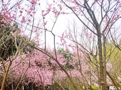 -重庆彩云湖湿地公园