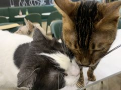 -安格丽娜·狗咖·猫咖羊驼咖(春熙路百盛商场店)