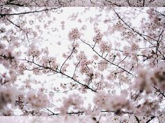 -上海辰山植物园