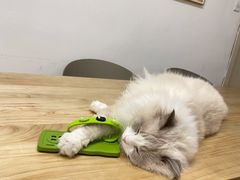 -有喵·猫咖·狗咖·30几只猫10只小狗(岗厦店)