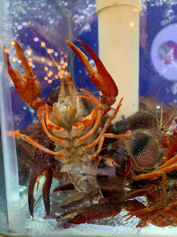 屋里香特色龙虾(天妃宫桥平价店)