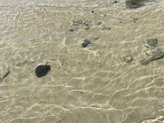 -贝壳沙滩