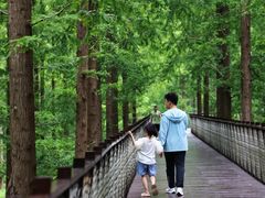 -黄海国家森林公园