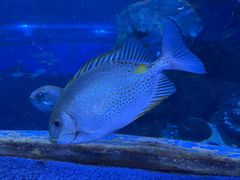 -太平洋海底世界