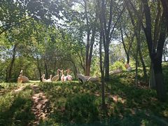 -北京野生动物园