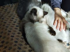 -more than meow吴止猫主题餐厅(承德 中船汇店)