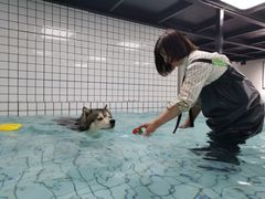 -柚子宠物(伊珊娜调理店)