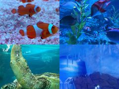 -海合安成都极地海洋公园