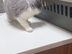 -美联众合宠物医院·爱萌分院·内外科·猫科中心