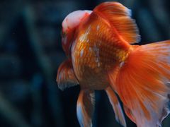 -暹罗海洋世界