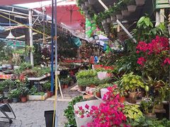 -曲阳花鸟市场(曲阳路店)