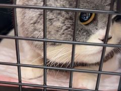 -瑞派康怡24h宠物医院·犬猫医疗中心·微创绝育(瑞景分院)