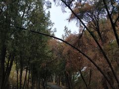 -仁寿山