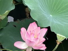 -荔湾湖公园
