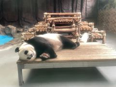 -东莞香市动物园