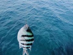 -小猫钓鱼海钓俱乐部(椰梦长廊店)