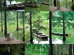 -深圳仙湖植物园
