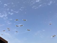 -盐城丹顶鹤湿地生态旅游区