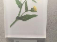 -四川大学博物馆