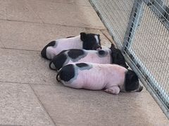 -西霞口神雕山野生动物世界