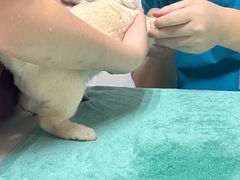 -宠颐生汉谟拉比宠物医院