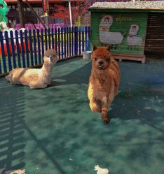 -萌宠亲子动物乐园(槐房万达店)