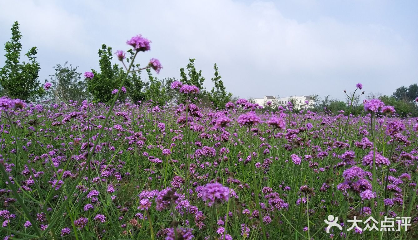 藍調莊園