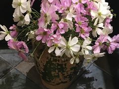 -南汇花鸟市场(上海浦东新花卉店)