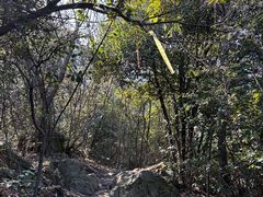 -午潮山国家森林公园