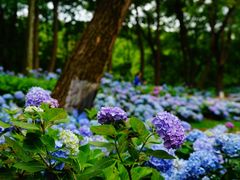 -上海共青森林公园