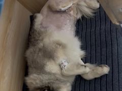 -派美特宠物医院·核磁CT·骨科肿瘤·疑难转诊(沈农禾丰店)