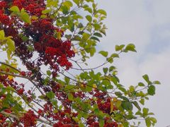 -东莞植物园